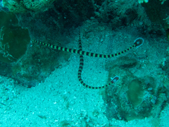 Dunckerocampus dactyliophorus