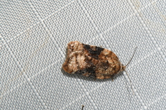 Acleris braunana