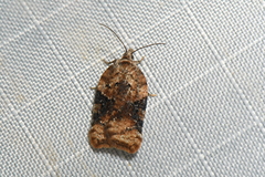 Acleris braunana