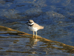 Charadrius placidus
