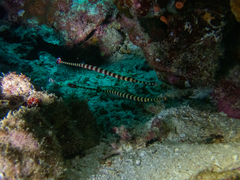 Dunckerocampus dactyliophorus