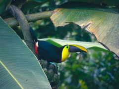 Ramphastos ambiguus