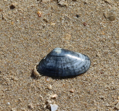 Donacidae
