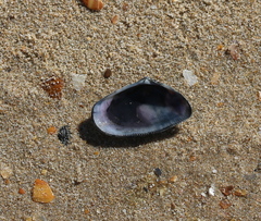 Donacidae