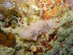 Halgerda batangas