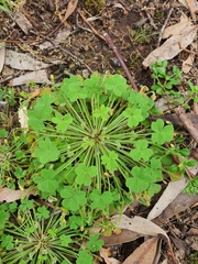 Oxalis laxa