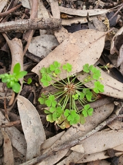 Oxalis laxa