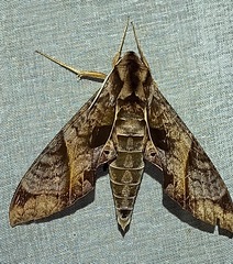 Eumorpha triangulum