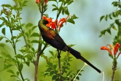 Nectarinia kilimensis