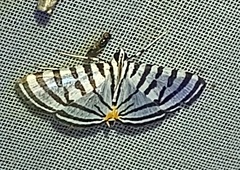 Conchylodes grammaphora
