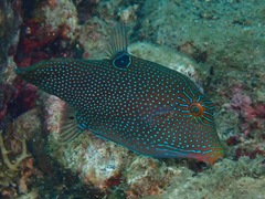 Canthigaster papua