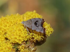 Choreutis aegyptiaca