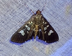 Phostria
