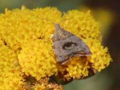 Choreutis aegyptiaca