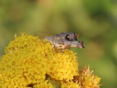 Choreutis aegyptiaca
