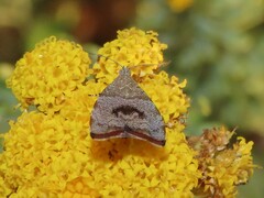 Choreutis aegyptiaca