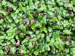 Marchantia emarginata