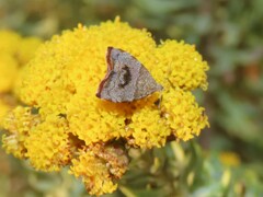 Choreutis aegyptiaca