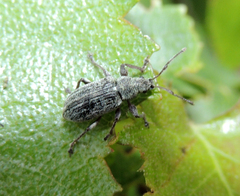 Phyllobius pyri