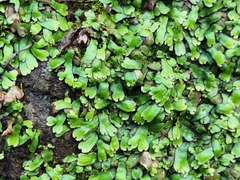 Marchantia emarginata