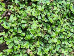 Marchantia emarginata