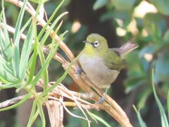 Zosterops virens capensis