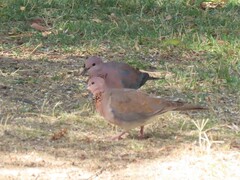 Streptopelia senegalensis senegalensis