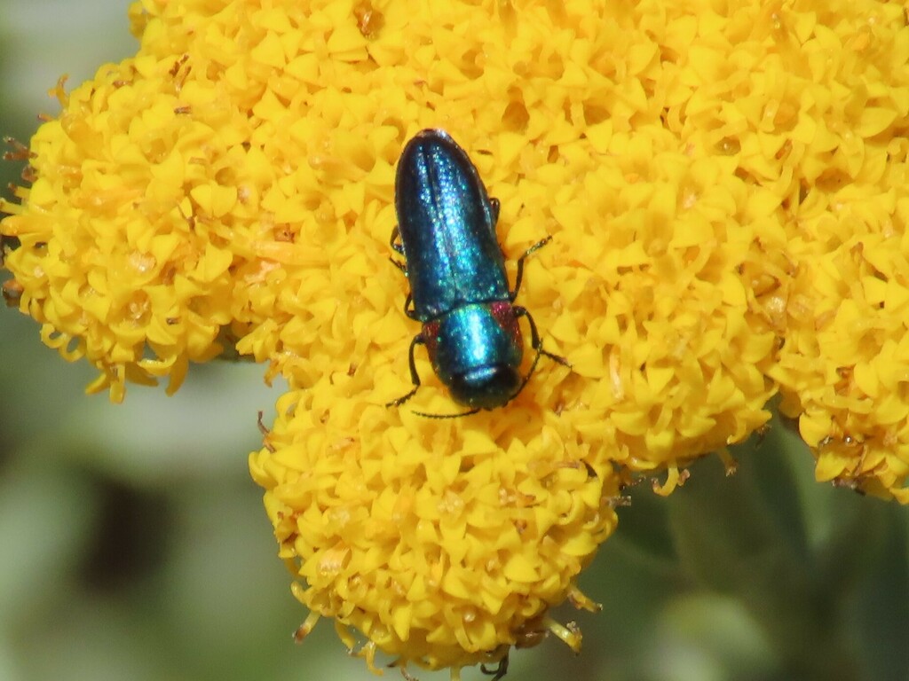 Anthaxia splendida