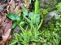 Ixeridium laevigatum