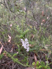 Epacris pulchella