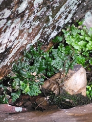 Asplenium billotii