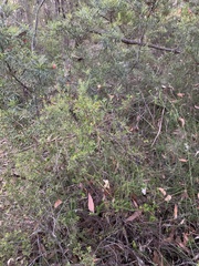 Epacris pulchella