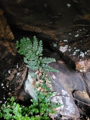 Asplenium billotii