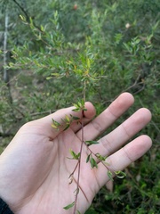 Epacris pulchella