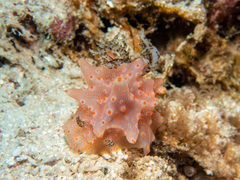 Halgerda batangas