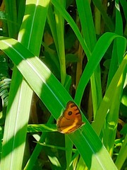 Junonia almana almana