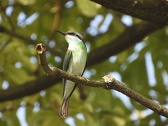 Merops viridis
