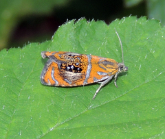 Olethreutes arcuella