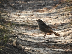 Dasyornis brachypterus