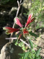 Alstroemeria psittacina