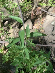 Alstroemeria psittacina