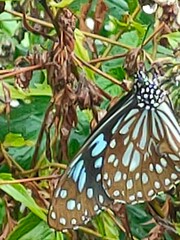 Tirumala limniace limniace