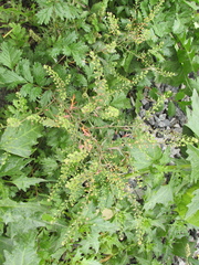 Lepidium