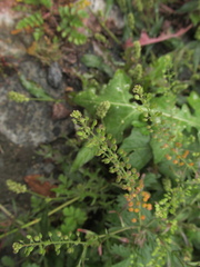Lepidium
