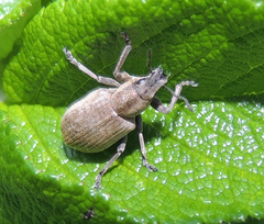 Tanymecus palliatus