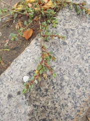 Polygonum arenastrum
