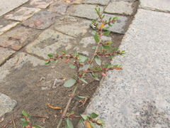 Polygonum arenastrum