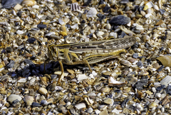 Schistocerca serialis cubense