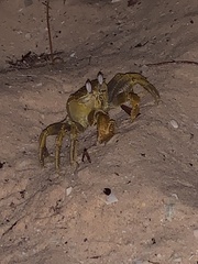 Ocypode fabricii