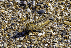 Schistocerca serialis cubense